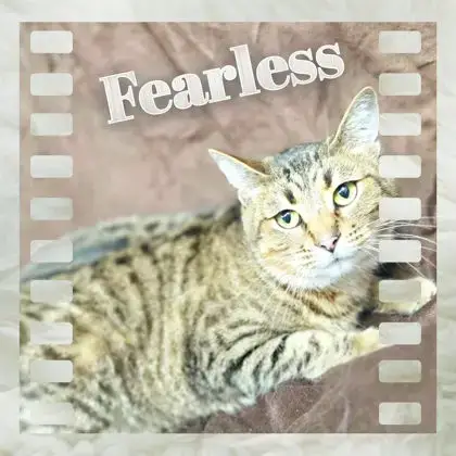 Fearless