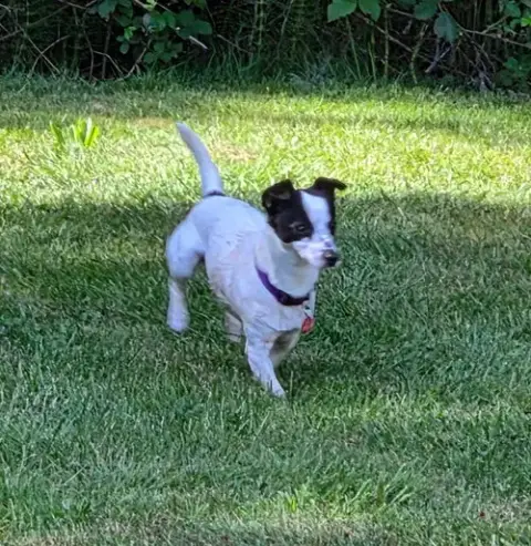 Milo photo 2
