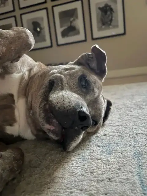 Rosie photo 5