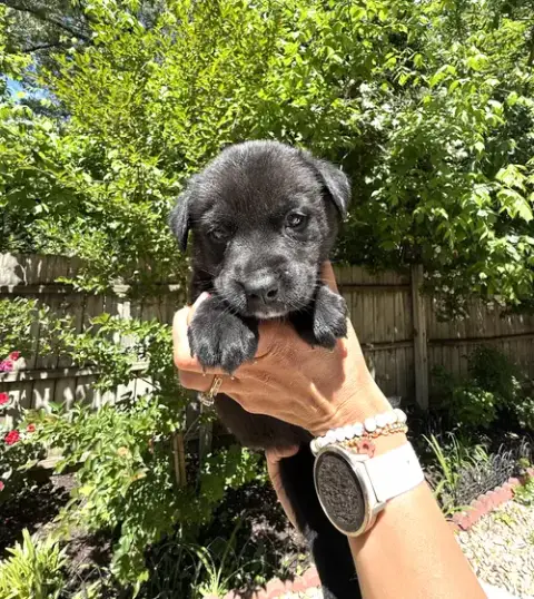 Momma Iris' Litter: Abigail photo 3