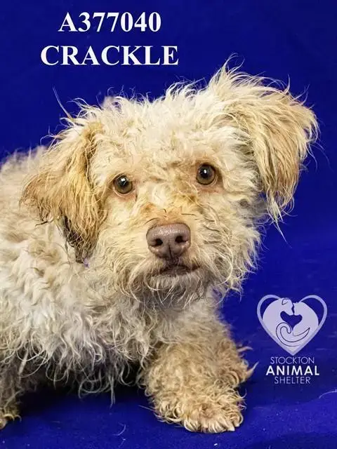 Crackle