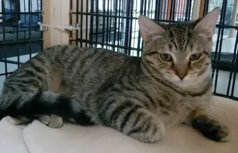 Tabitha