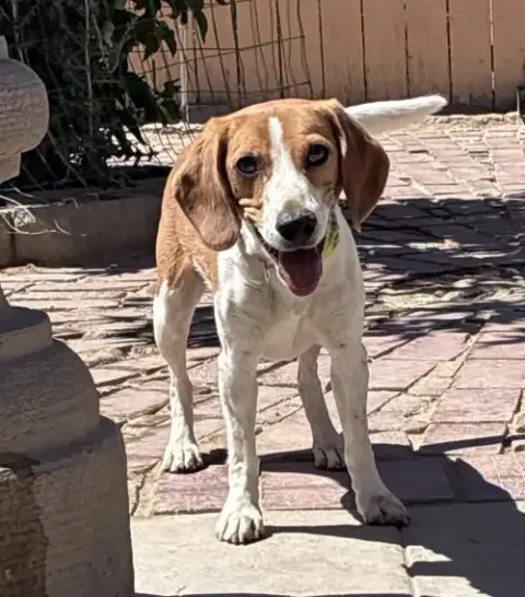 Shay-Adopted 6/30/26