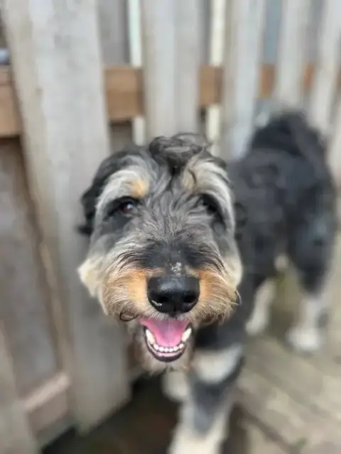 Odin photo 3