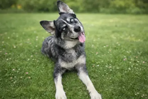 Rex photo 2
