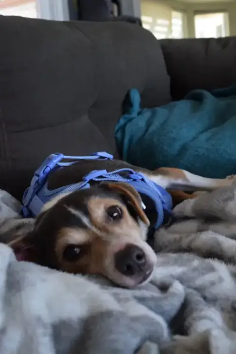 Cruiser-Tiny Cutie! Adopted 5/8/26 photo 4