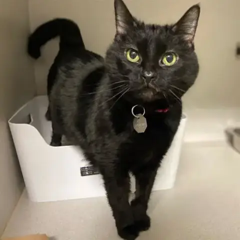 Kitty