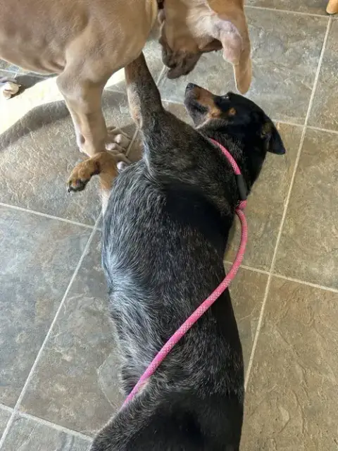 Murphy photo 5