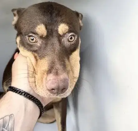 Rambo
