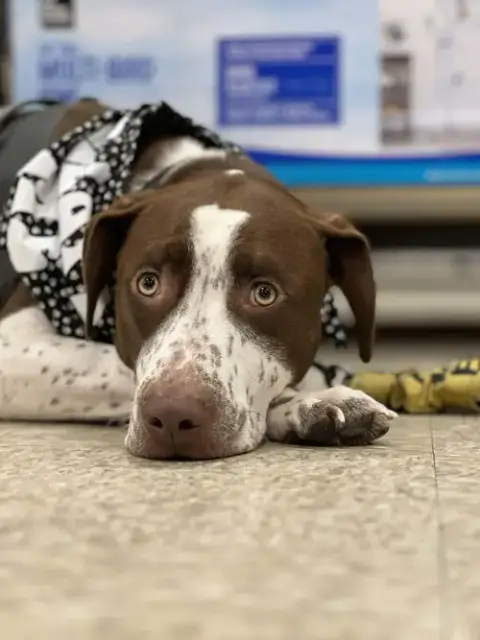 Huxley photo 2