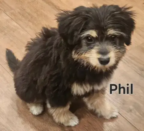 Puppy Funny Phil photo 2
