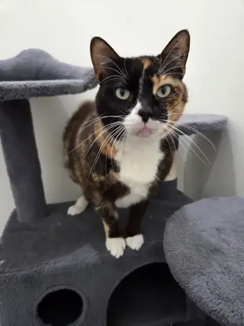 Ari