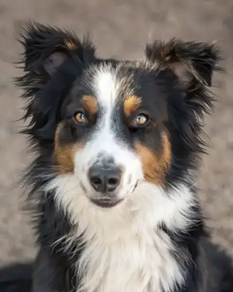 Troy **Pending Adoption** photo 2