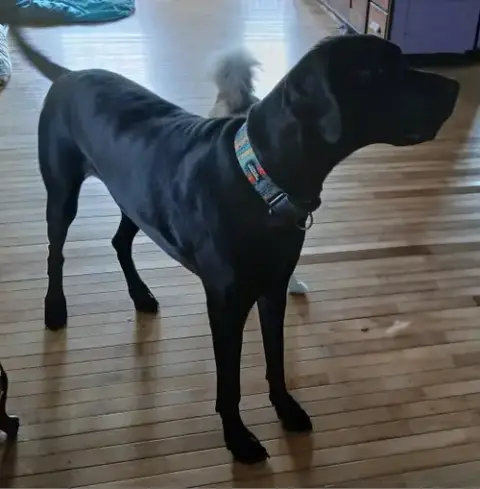 Gracie photo 4
