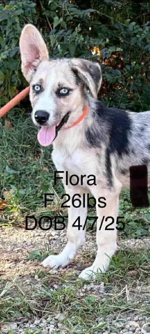 Flora photo 3