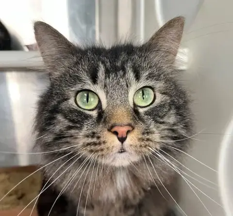 P. J.