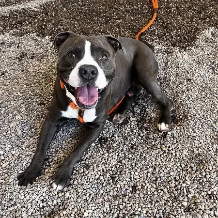 Tyson