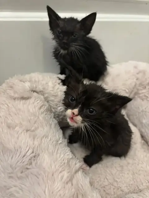 Kitten 2 photo 3