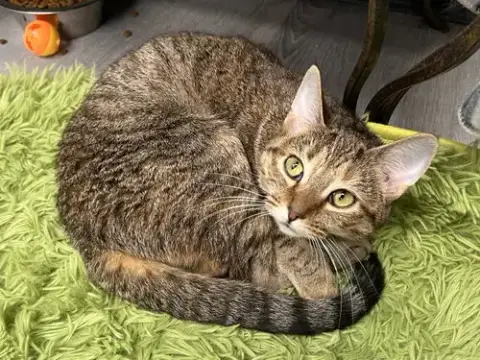 Buttercup