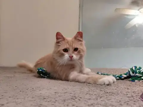 Gus