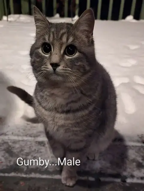 Gumby