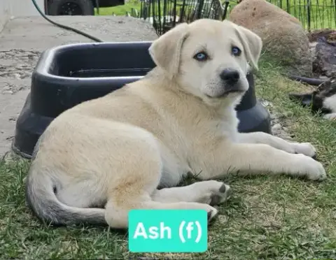 Ash photo 3