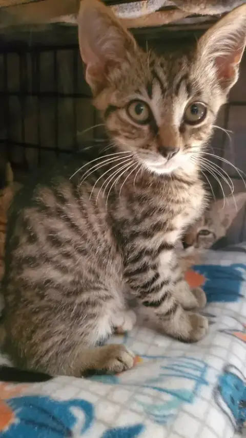 T Kitties photo 3