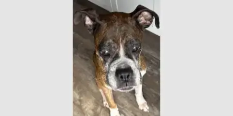 Rocky Xii