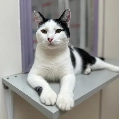 Niblet photo 2