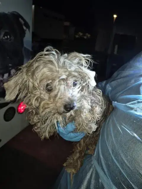 Hazel
