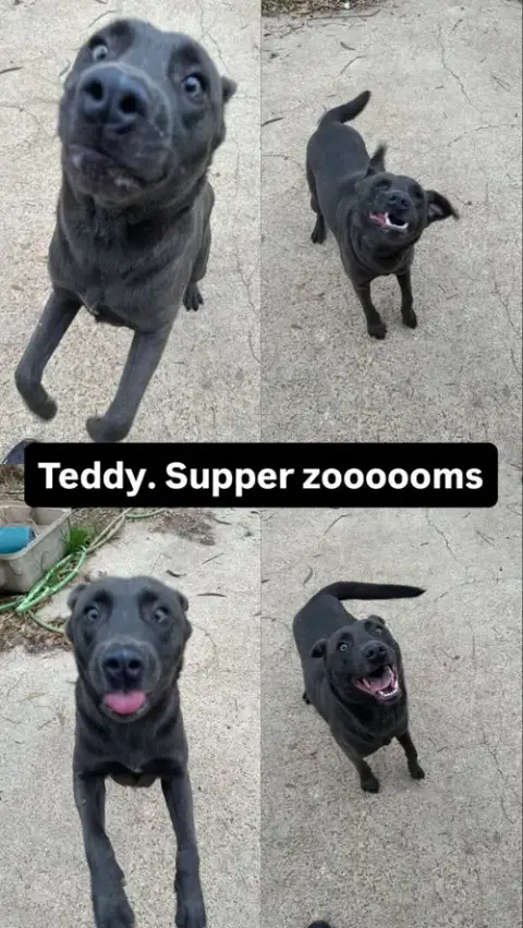 Teddy photo 4