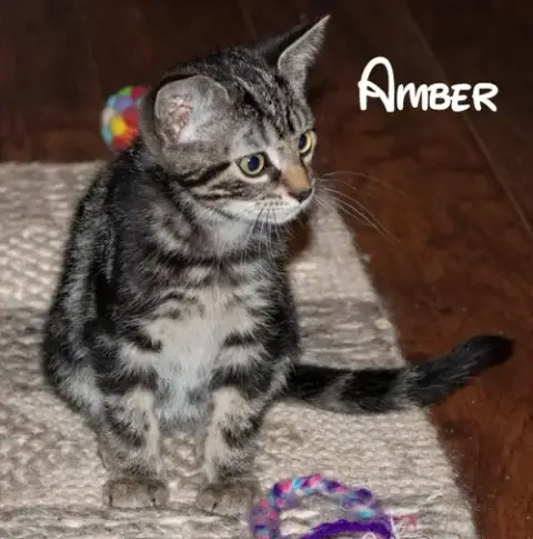 Amber photo 4