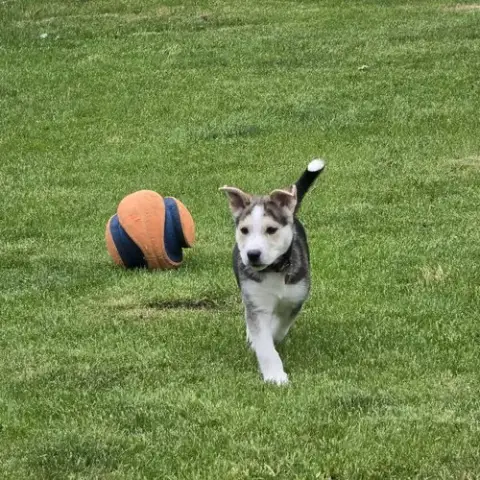 Kojak photo 3