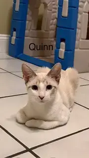 Quinn photo 3