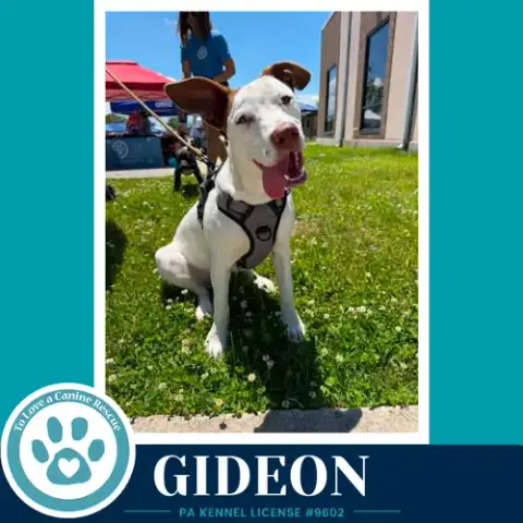 Gideon
