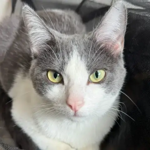 Alba