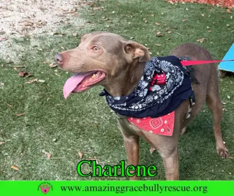 Charlene photo 5