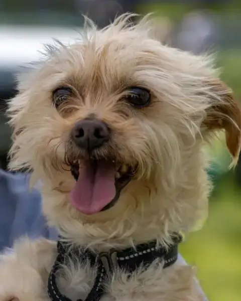 Benji In Ri photo 4