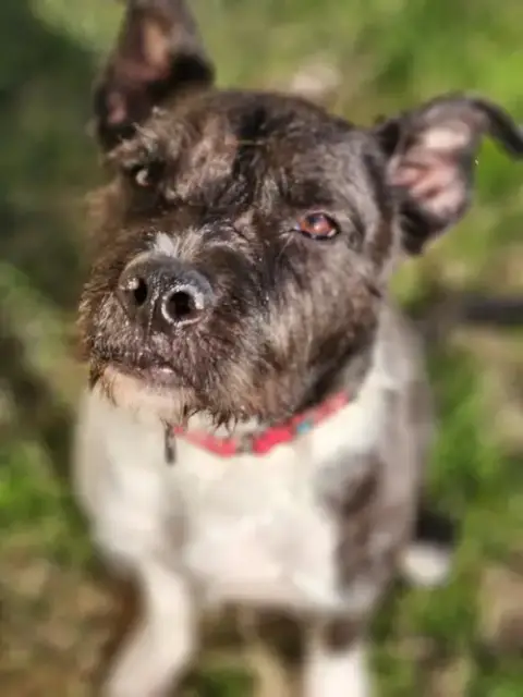 Sirius Black