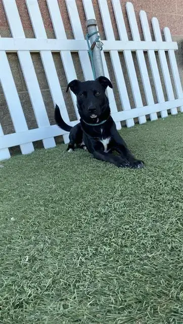 Shadow
