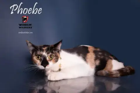 Phoebe
