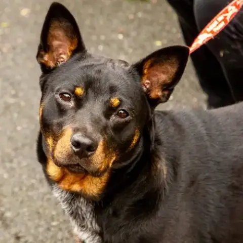 Petunia photo 2