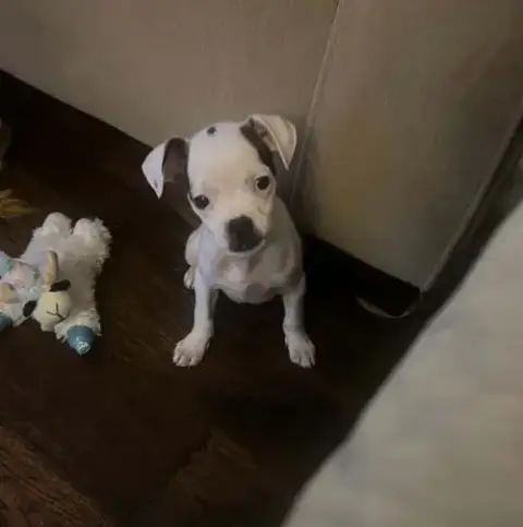 Sweet Treat Pups photo 3