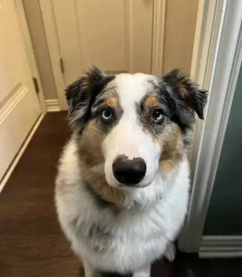 Rebel