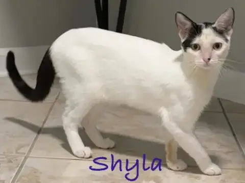 Shyla photo 3