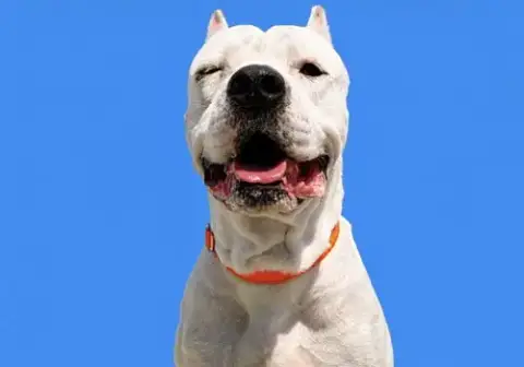 Smiley