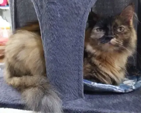 Nova * In Foster * photo 2