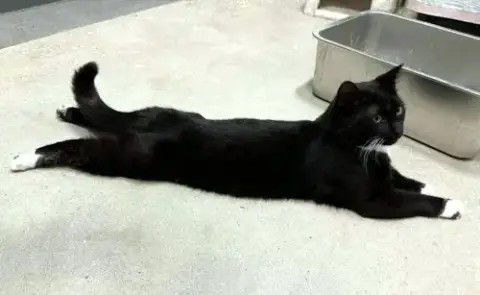 Domino photo 3