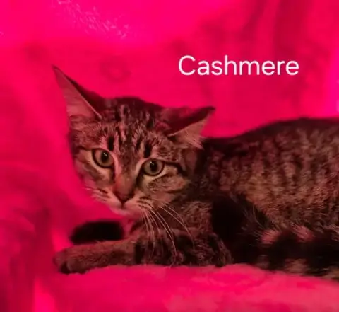 Cashmere photo 2