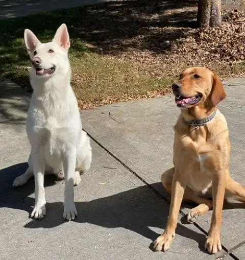 Bolt photo 3